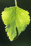 BB_20160304_0228 / Betula pubescens / Bjørk <br /> Betula pubescens tortuosa / Fjellbjørk <br /> Epirrita autumnata / Fjellbjørkemåler