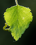 BB_20160304_0250 / Betula pubescens / Bjørk <br /> Betula pubescens tortuosa / Fjellbjørk <br /> Epirrita autumnata / Fjellbjørkemåler