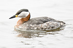 BB_20160402_1483 / Podiceps grisegena / Gråstrupedykker