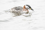 BB_20160402_1502 / Podiceps grisegena / Gråstrupedykker