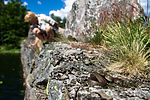 BB_20160613_0217 / Coronella austriaca / Slettsnok