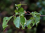 BB_20160701_0029 / Betula pubescens / Bjørk <br /> Betula pubescens tortuosa / Fjellbjørk <br /> Epirrita autumnata / Fjellbjørkemåler