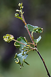 BB_20160701_0161 / Betula pubescens / Bjørk <br /> Betula pubescens tortuosa / Fjellbjørk <br /> Epirrita autumnata / Fjellbjørkemåler