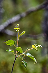 BB_20160701_0206 / Betula pubescens / Bjørk <br /> Betula pubescens tortuosa / Fjellbjørk <br /> Epirrita autumnata / Fjellbjørkemåler