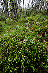 BB_20160701_0271 / Betula pubescens / Bjørk <br /> Betula pubescens tortuosa / Fjellbjørk <br /> Empetrum nigrum / Krekling <br /> Epirrita autumnata / Fjellbjørkemåler <br /> Vaccinium myrtillus / Blåbær