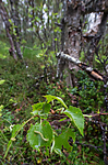 BB_20160701_0308 / Betula pubescens / Bjørk <br /> Betula pubescens tortuosa / Fjellbjørk <br /> Epirrita autumnata / Fjellbjørkemåler