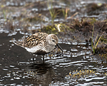 BB_20160714_0532 / Calidris alpina / Myrsnipe