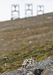 BB_20160715_0266 / Lagopus muta / Fjellrype <br /> Lagopus muta hyperborea / Svalbardrype