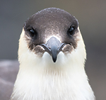 BB_20160716_0102 / Stercorarius parasiticus / Tyvjo