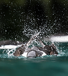 BB_20160720_0316 / Uria lomvia / Polarlomvi