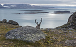 BB_20160726_0443 / Rangifer tarandus platyrhynchus / Svalbardrein