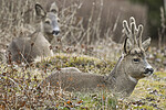 BB_20170312_0029 / Capreolus capreolus / Rådyr