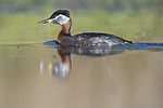 BB_20170430_0115 / Podiceps grisegena / Gråstrupedykker