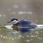 BB_20170430_0171 / Podiceps grisegena / Gråstrupedykker