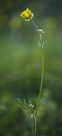 BB_20170621_0030 / Ranunculus polyanthemos / Krattsoleie