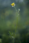 BB_20170621_0037 / Ranunculus polyanthemos / Krattsoleie