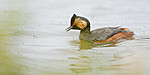 BB_20180512_4337 / Podiceps nigricollis / Svarthalsdykker