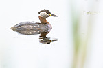 BB_20180512_9677 / Podiceps grisegena / Gråstrupedykker