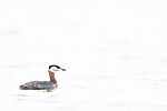 BB_20180512_9880 / Podiceps grisegena / Gråstrupedykker