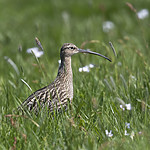 BB_20180513_2323 / Numenius arquata / Storspove