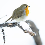 BB_20190129_0271 / Erithacus rubecula / Rødstrupe