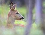 BB_20190914_0057 / Capreolus capreolus / Rådyr