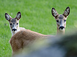 BB_20190915_0023 / Capreolus capreolus / Rådyr