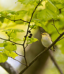 BB_20200518_0628 / Phylloscopus sibilatrix / Bøksanger