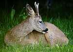 BB_20200613_0079 / Capreolus capreolus / Rådyr