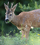 BB_20200613_0214 / Capreolus capreolus / Rådyr