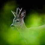 BB_20200613_0226- / Capreolus capreolus / Rådyr