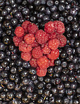 BB_20200711_0018 / Rubus idaeus / Bringebær <br /> Vaccinium myrtillus / Blåbær
