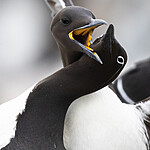 BB_20210626_1342 / Uria aalge / Lomvi