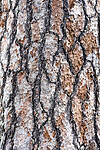 BB_20210731_0335 / Pinus sylvestris / Furu