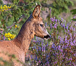 BB_20220819_0243 / Capreolus capreolus / Rådyr
