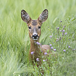 BB_20230711_0143 / Capreolus capreolus / Rådyr