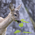BB_20230903_0103 / Capreolus capreolus / Rådyr
