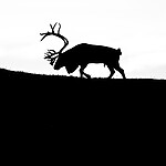 BB_20251002_0018-3 / Rangifer tarandus / Rein