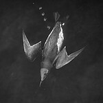 BB_20251020_0157 / Uria aalge / Lomvi