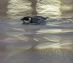 BB_20251107_0484 / Alle alle / Alkekonge