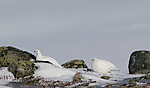 DSC_8312 / Lagopus muta / Fjellrype