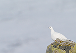 DSC_8333 / Lagopus muta / Fjellrype