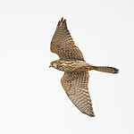 DSC_9110 / Falco tinnunculus / Tårnfalk