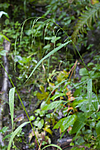 KA_07_1_1596 / Cinna latifolia / Huldregras