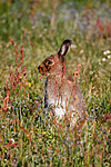 KA_08_1_1048_w / Lepus timidus / Hare