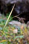 KA_08_1_2123 / Carex atrata / Svartstarr