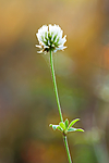 KA_08_1_2226 / Trifolium montanum / Bakkekløver