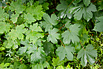 KA_090810_2292 / Acer platanoides / Spisslønn <br /> Acer pseudoplatanus / Platanlønn