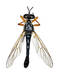 KA_090910_hyalipennis_female_dorsal / Dioctria hyalipennis / Spinkel engrovflue