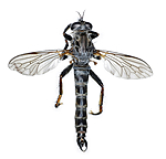 KA_090914_variabilis_male_dorsal / Rhadiurgus variabilis / Dovrerovflue